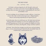 Siberian Husky Hoodie & Shorts 1